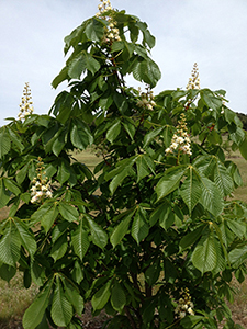 Aesculus hippocastanum tree in Forest 4