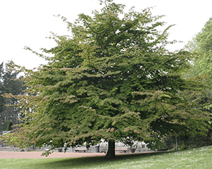 Mature Persian ironwood tree. Photo not from Arboretum.