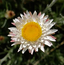 Hoary sunray in STEP Forest 20