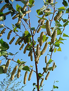 Seed catkins of Silver birch tree in summer in Forest 44