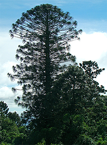 Bunya pine trees growing at Bunya Mountains. Photo by L.Muldoon