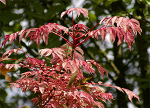 Toona sinensis new leaves. Photo not from the Arboretum
