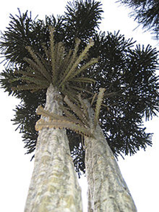 Mature Pseudopanax ferox trees. Photo not from the Arboretum