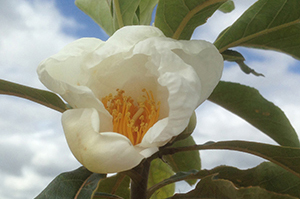 Franklinia flower in Forest 93. Photo by A Burgess