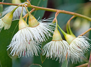 Eucalyptus tricarpa flowers can be white, cream, pink or red. Photo not from the Arboretum 