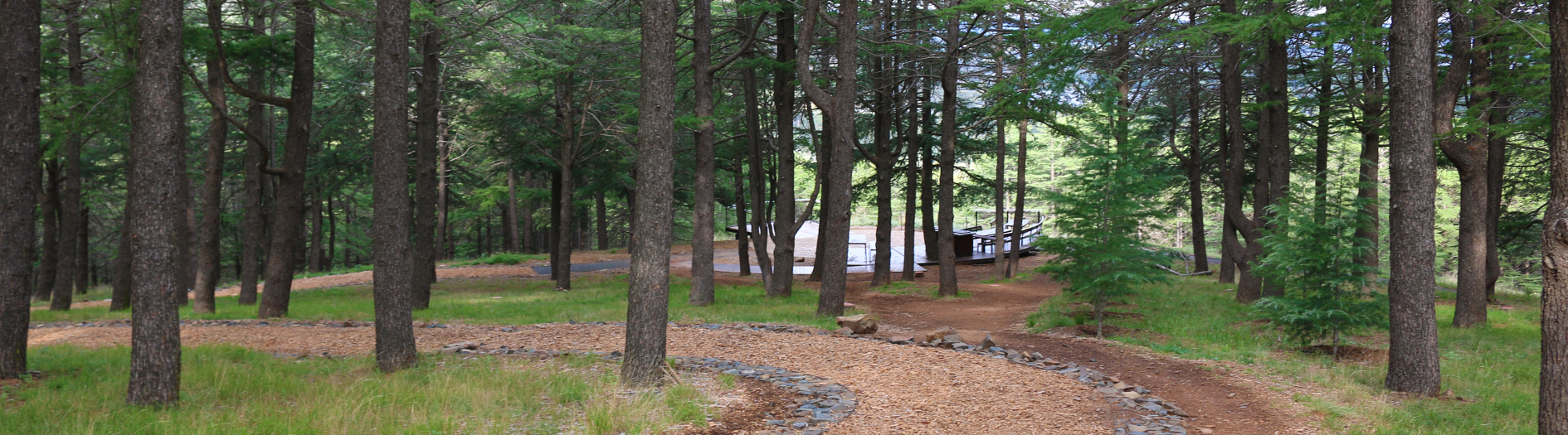 Pathway leading through the Himalayan ceder forest to the BBQ area and look out.
