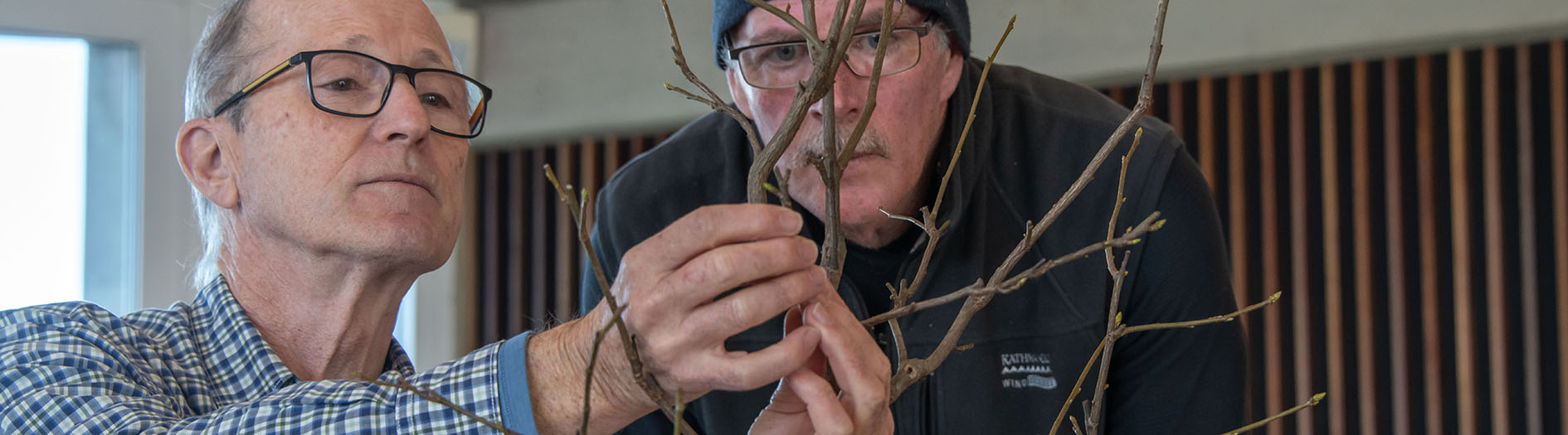 Stephen showing a volunteer details on a bonsai branch