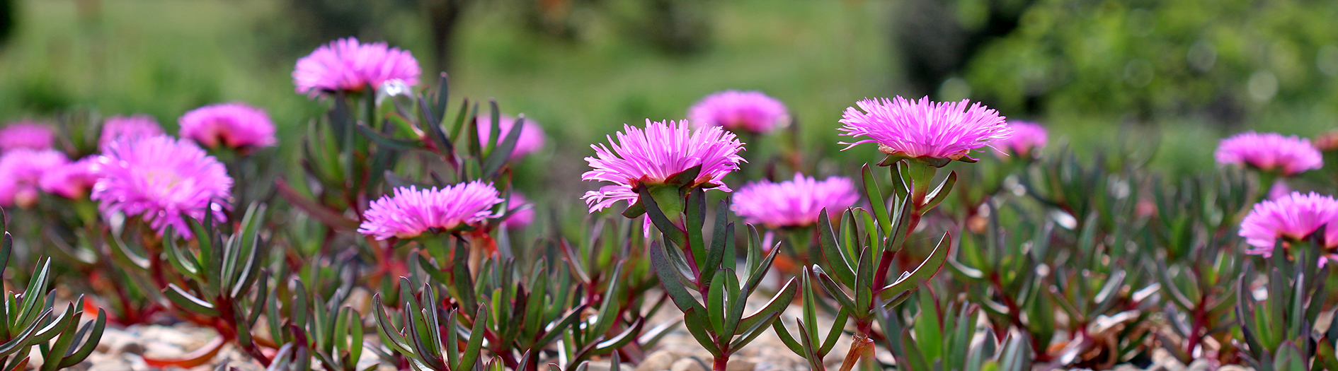 Close image of a garden bed blooming with pink 'pigface' flowers