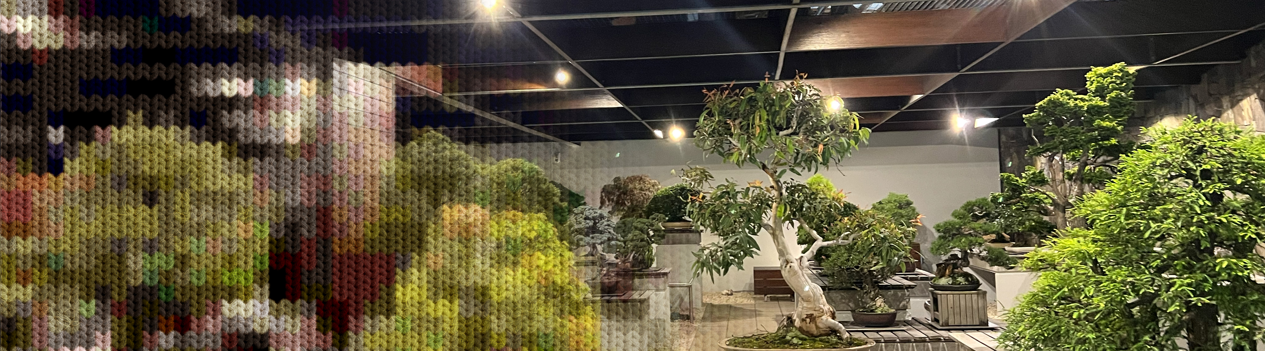 A collection of bonsai plants are on display at night, illuminated with feature lighting