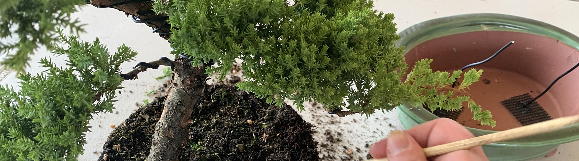 An adult hand is seen gentle potting a small bonsai plant, with an assortment of bonsai tools visible on the table