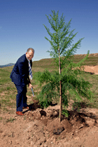 Former Australian Rugby Union Player, David Campese shovels some earth onto a Hoop Pine. Click for larger image.
