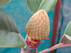 Emerging fruit of Magnolia delavayi in Forest 7