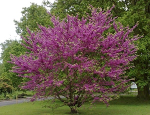 Cercis-siliquastrum tree. Photo not from the Arboretum