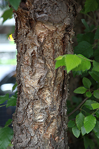 River birch bark. Photo not from the Arboretum, by L. Hawkes
