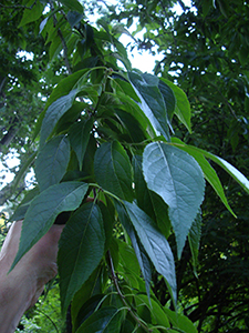 Leaves of Chinese rubber tree Photo not from the Arboretum