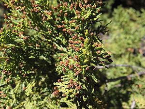 Austrocedrus chilensis male cones. Photo not from the Arboretum