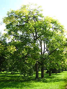 Toona sinensis trees. Photo not from the Arboretum