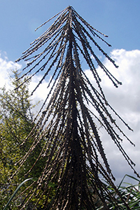 Young toothed lancewood, Pseudopanax ferox growing in Auckland Botanical Gardens