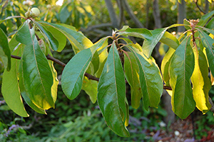 Leaves of Franklinia alatamaha. Photo not from the Arboretum