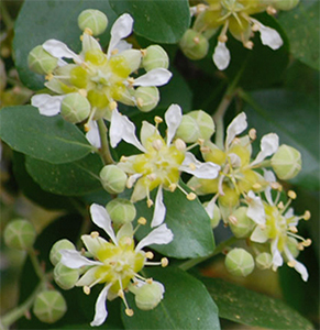 Quillaja saponaria flowers. Photo not from the Arboretum