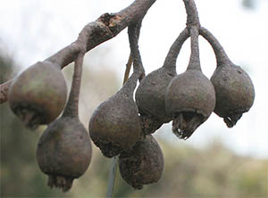Eucalyptus tricarpa gum nuts. Photo not from the Arboretum
