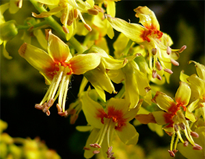 Koelreuteria paniculata flowers. Photo not from the Arboretum