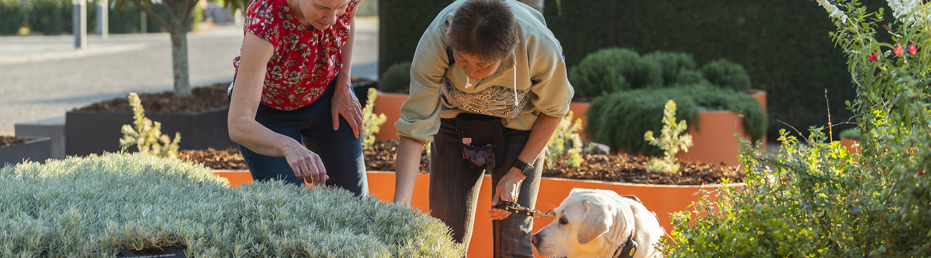 2 visitors bend down to touch and smell plants in the sensory gardens, assisted by a registered guide dog.