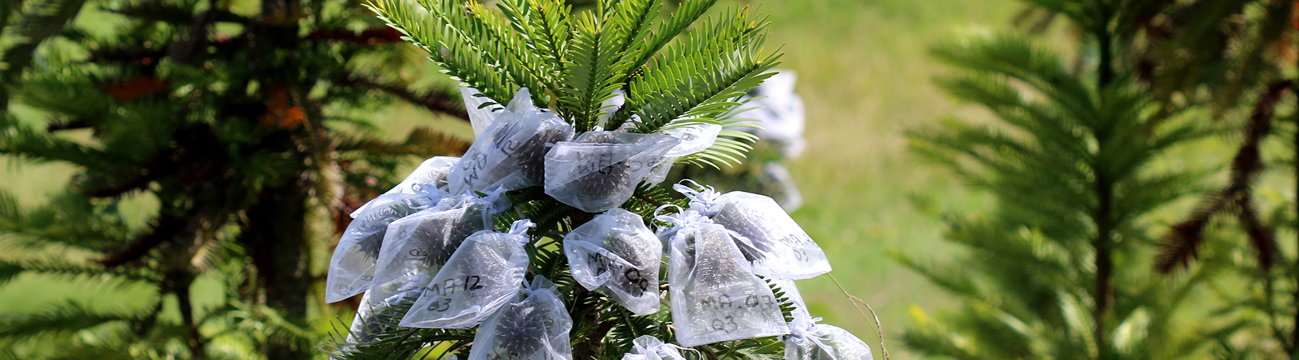 Wollemi Pine Seed pods bagged in transparent, white cloth fabric bags