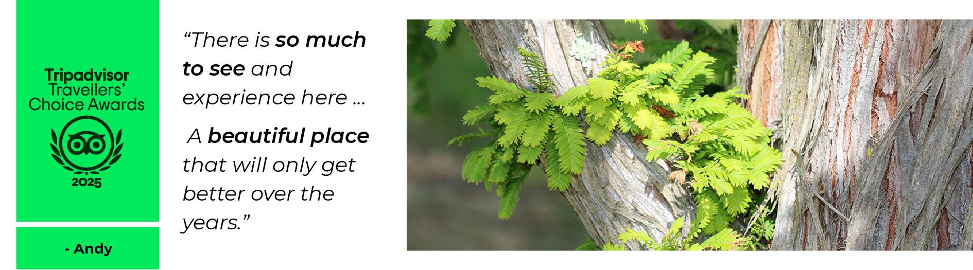 Close up image of a Dawn redwood on a white background, the Tripadvisor logo stands out on a bright green banner on the top left.