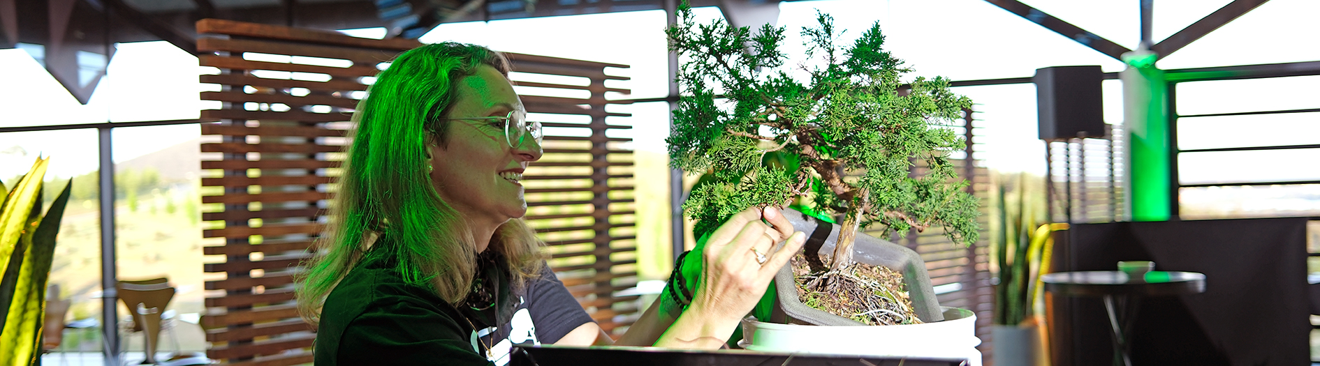 Bonsai artist prunes small bonsai plant, illuminated by event lighting