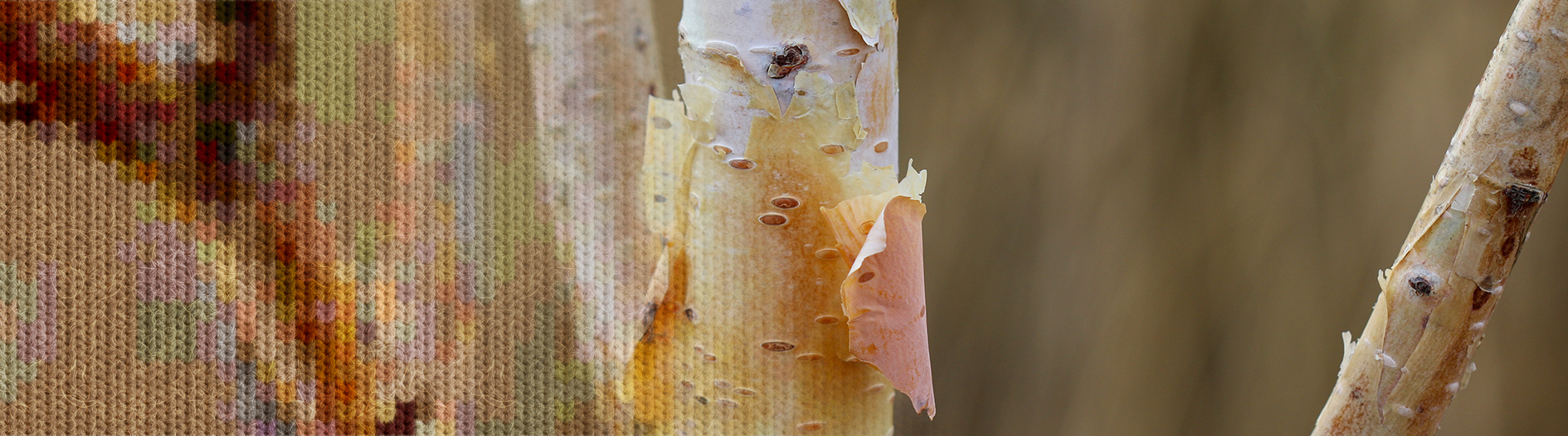 A three-panel composition featuring natural textures and plant details: on the left, a soft, abstract view of mottled foliage in warm reds, greens, and browns; in the center, a close-up of a pale tree trunk with peeling bark curling away in thin layers, revealing smooth surfaces beneath; on the right, a slender branch with light-coloured bark set against a softly blurred background in earthy tones.