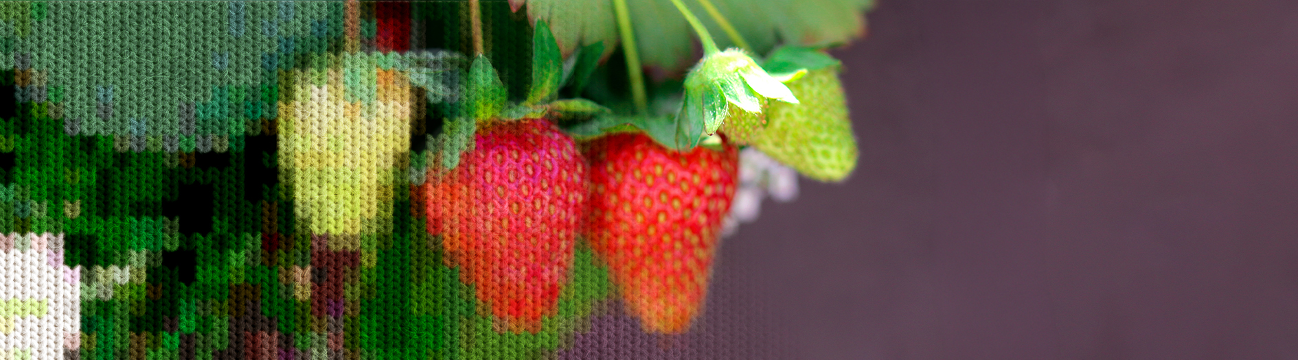 A cluster of bright red strawberries hang in front of leafy foliage. A knit effect overlay has been applied to the side of the image adding a cosy effect.