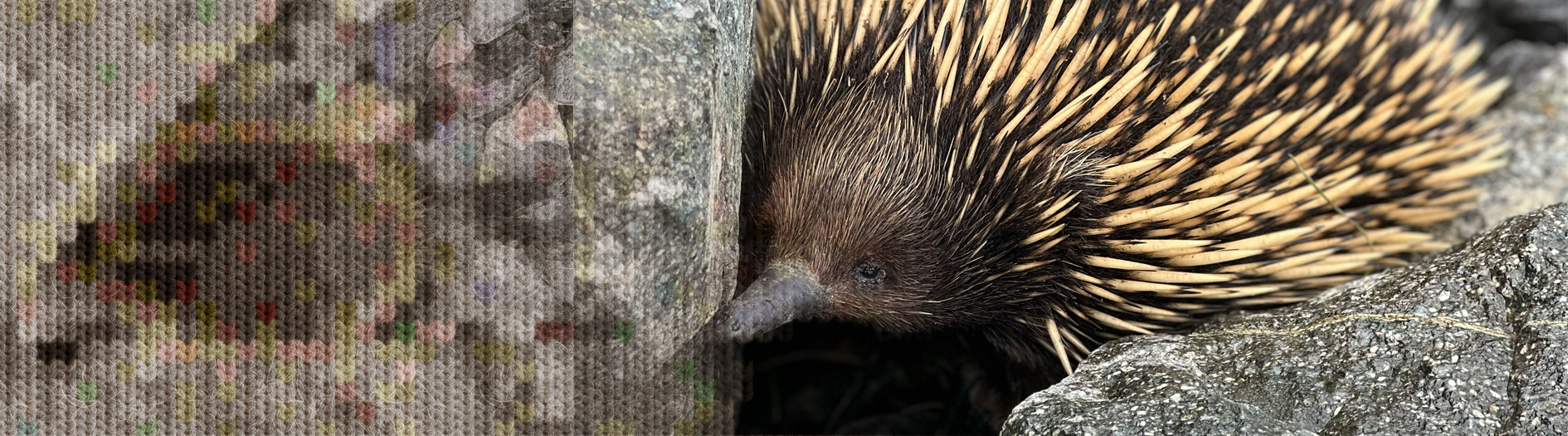 A cute echidna crawls through rocks. A knit effect has been applied for a wintery feel.