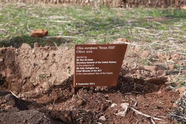 Tree plaque