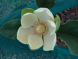 Magnolia delavayi flower in Forest 7