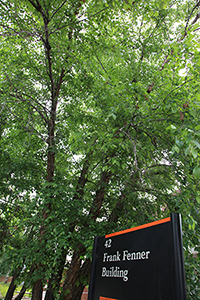 River birch tree. Photo not from the Arboretum, by L. Hawkes