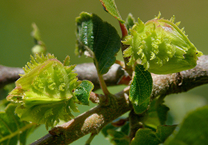 Nothofagus macrocarpa female flowers. Photo not from the Arboretum