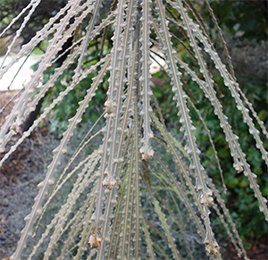 Pseudopanax ferox leaves. Photo not from the Arboretum