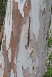 Eucalyptus scoparia bark. Photo not from the Arboretum, by J Doran