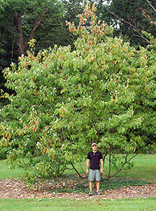 Franklinia tree. Photo not taken at Arboretum.
