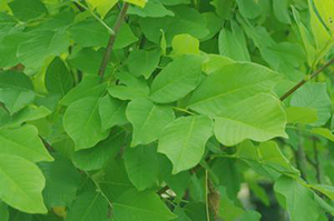 Cladrastis kentukea leaves. Photo not from the Arboretum