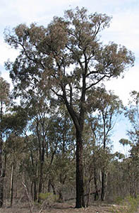 Mature Eucalyptus tricarpa tree. Photo not from the Arboretum