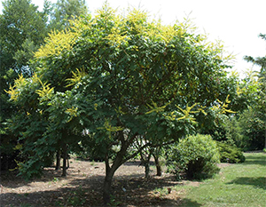 Koelreuteria panilculata tree. Photo not from the Arboretum
