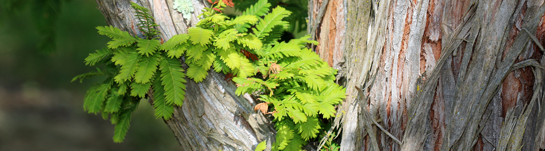 Dawn redwood tree bark and foliage