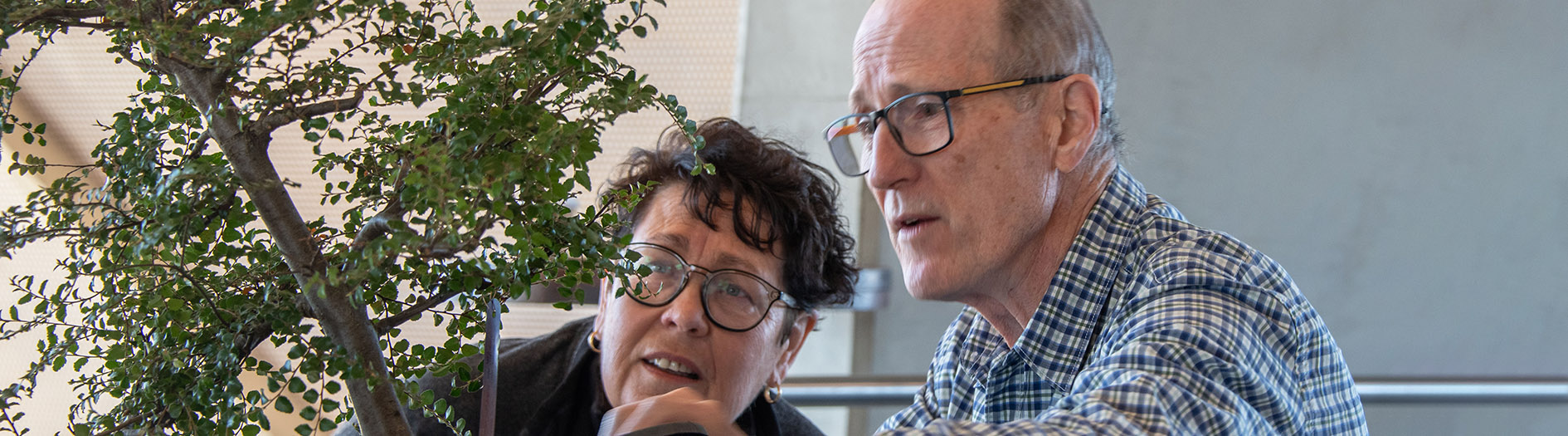 Bonsai artist helps female volunteer prune a leafy bonsai