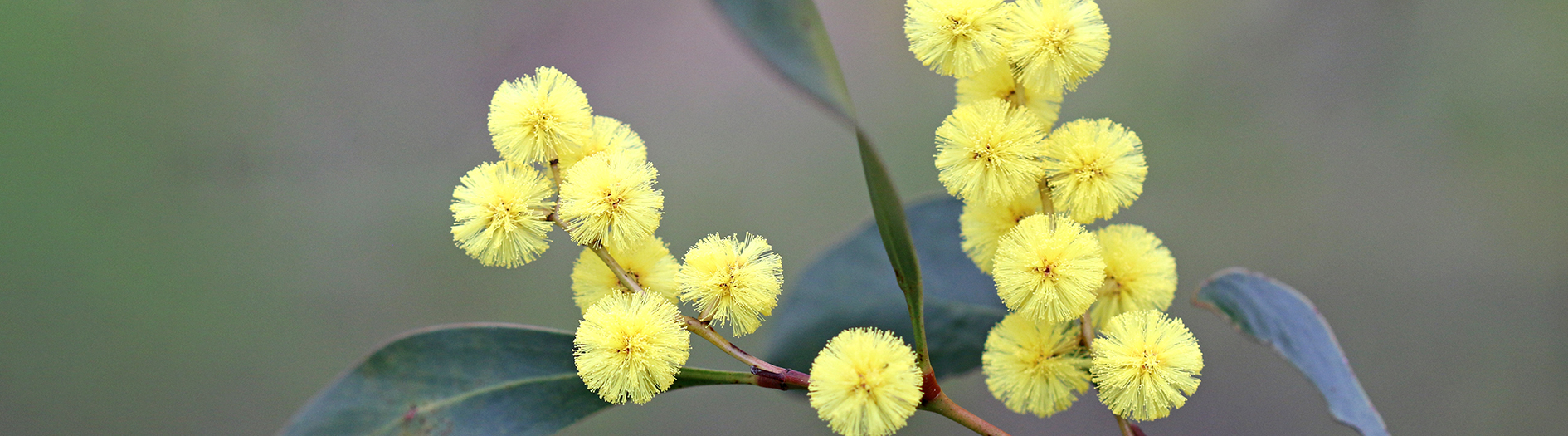 Close image of yellow wattle in bloom