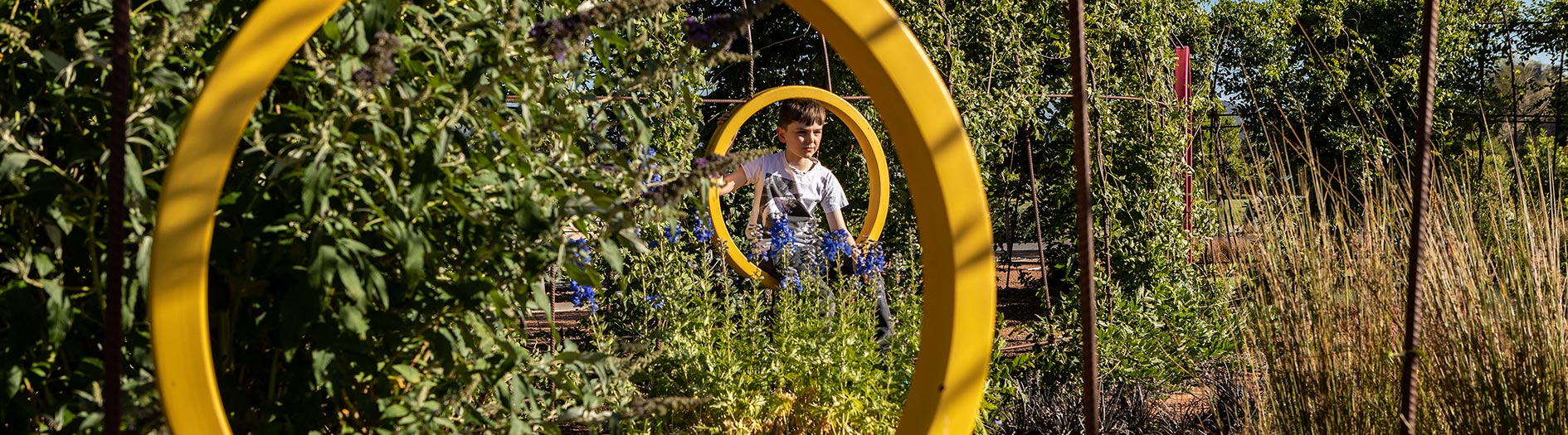 Child peeking through yellow circular frame built into hedge