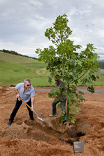 Jimmy Barnes planting the Flame Tree at the National Arboretum Canberra.