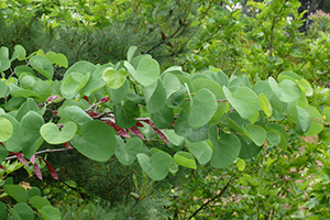 Leaves of Cercis siliquastrum. Photo not from the Arboretum