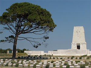 Pinus halepensis at Gallipoli Photo not from the Arboretum